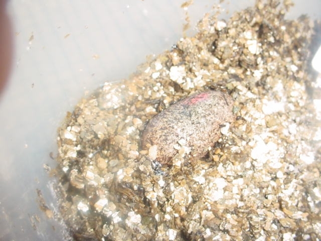 38 days old