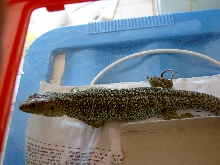 lepida