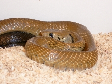 melanurus female