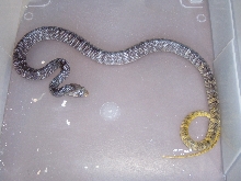 corais female