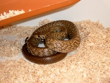 melanurus male