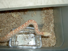 albino