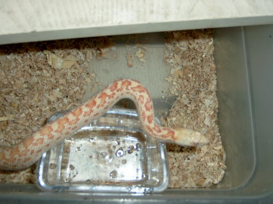 albino