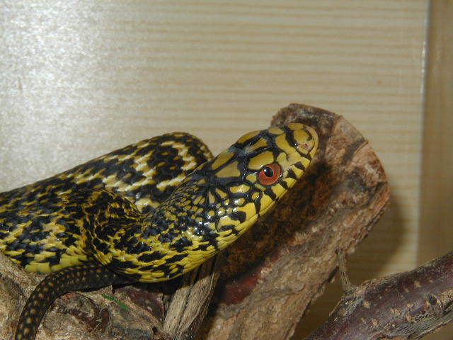 carinata