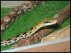 taeniura
