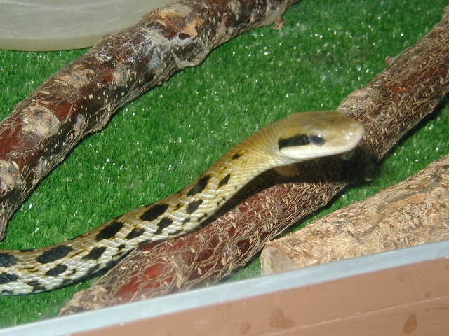 taeniura
