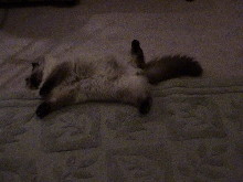micky relaxing like always