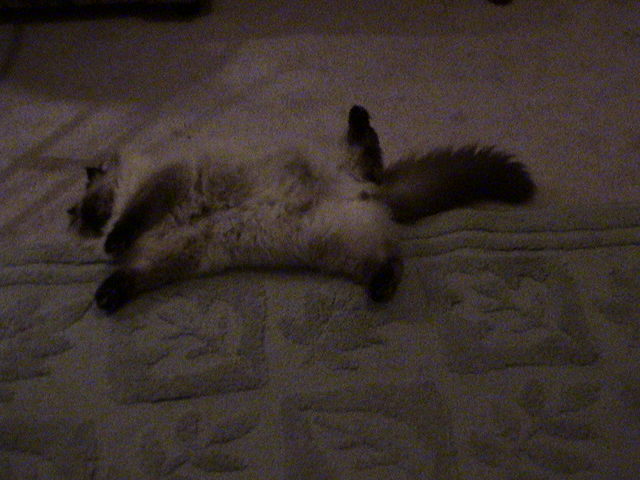micky relaxing like always