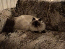 mickey on couch