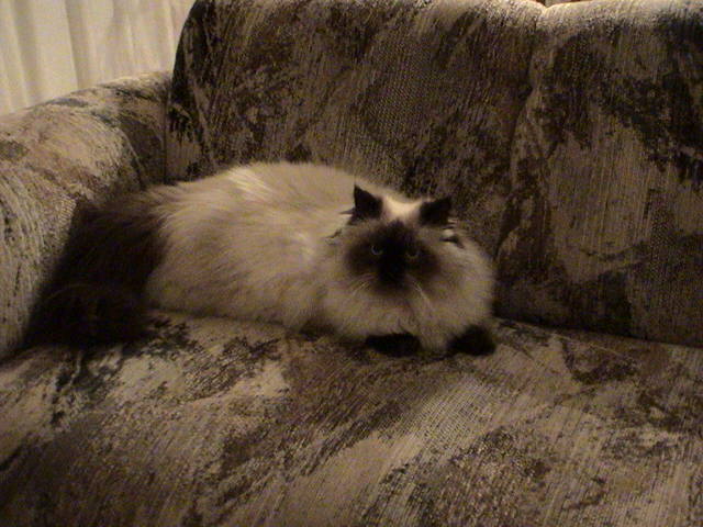 mickey on couch