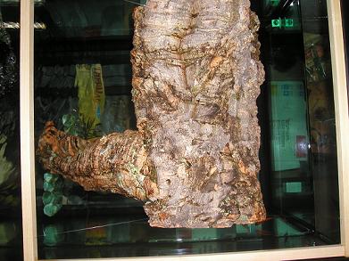 cork bask 2
