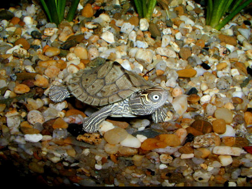 my expected turtle