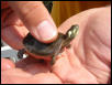 Little Buddy