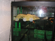 basking spot with cups