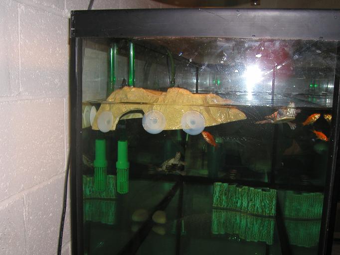 basking spot with cups