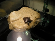 herb basking