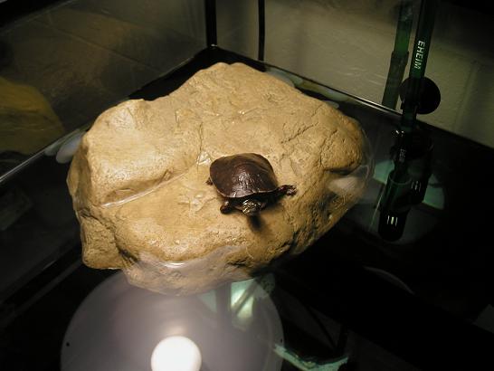 herb basking