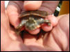 Herb the Herburtle