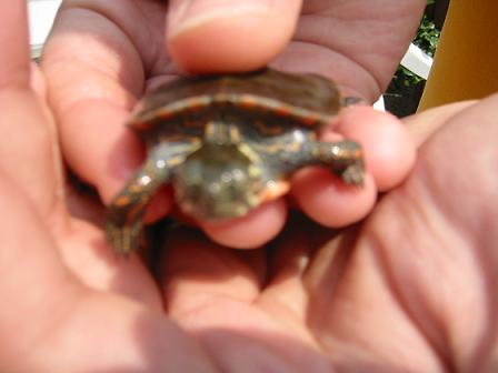 Herb the Herburtle