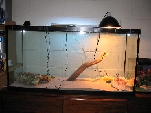 My beardie tank