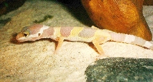My little unsexed albino