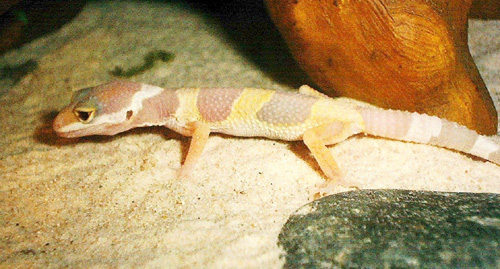 My little unsexed albino