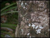tree snake