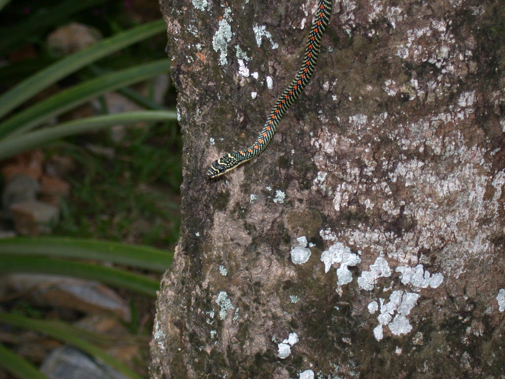 tree snake