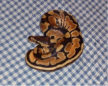 Beautiful Color