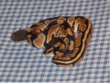 Female beautiful color