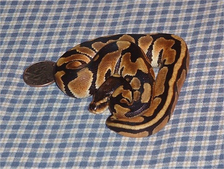 Female beautiful color