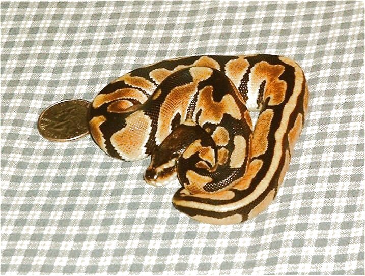 Hi yellow female