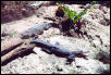 cancun crocodiles
