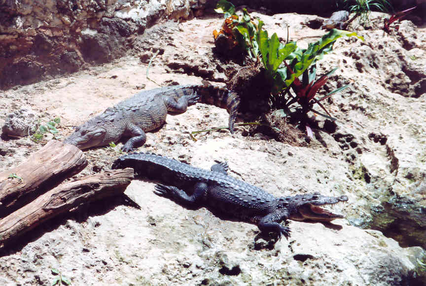 cancun crocodiles