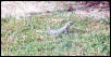 cancun iguana1