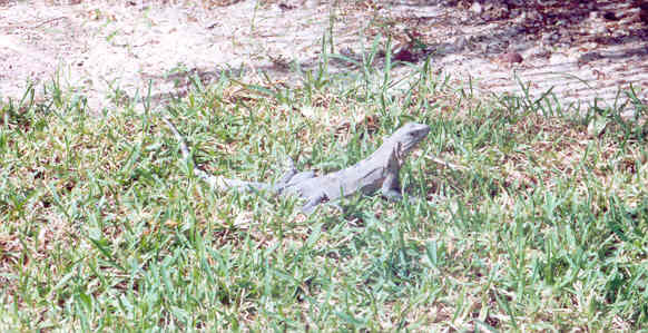 cancun iguana1