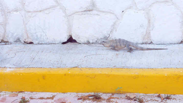cancun iguana2