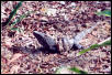 cancun iguana4