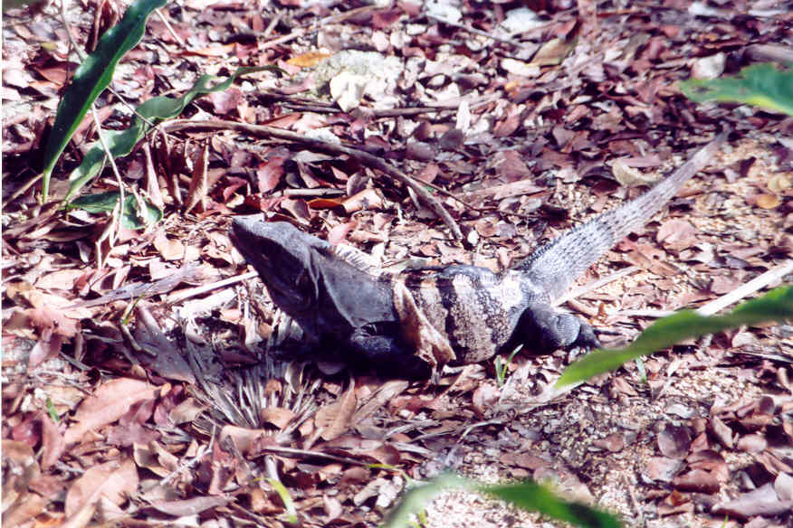 cancun iguana4
