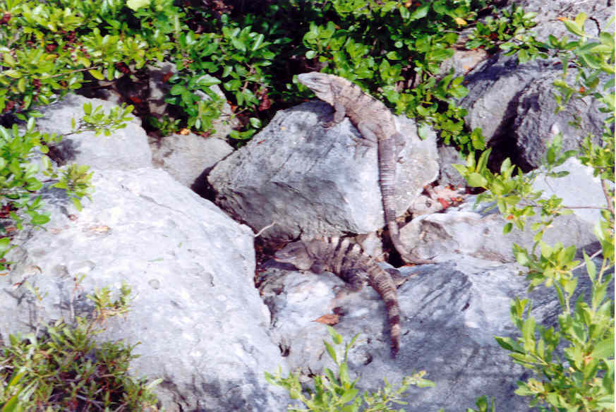 cancun iguana5