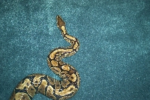 Female Ball Python