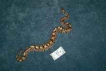 Female Ball Python 2