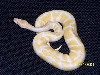 Female Albino