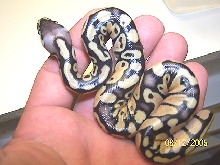 Pastel