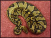 Gravid Female