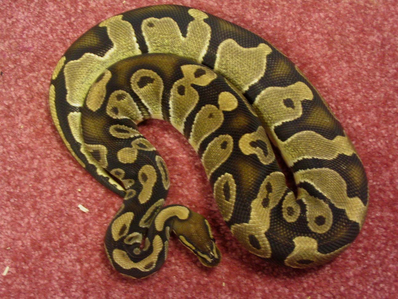 Gravid Female