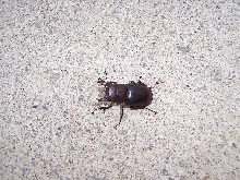 What beetle is this?