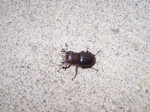 What beetle is this?