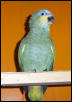 Arkah,  my Amazon