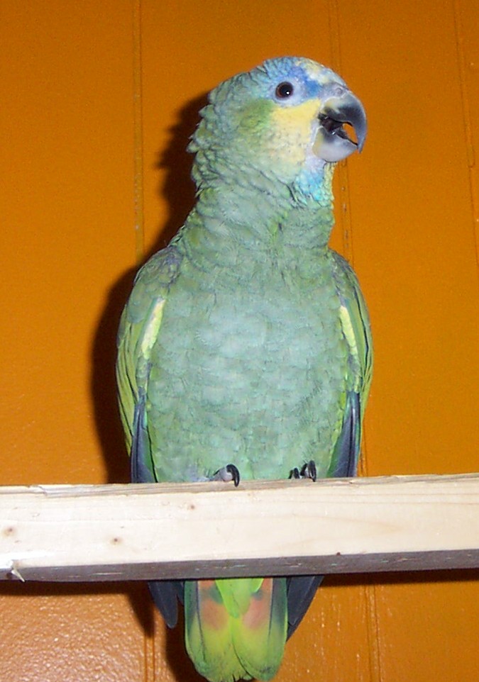 Arkah,  my Amazon